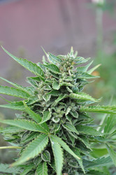 Similar image 869000