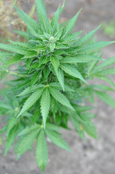 Similar image 869001