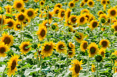 Similar image 869394