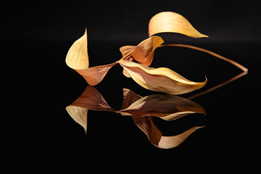 Similar image 870370