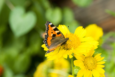 Similar image 870436