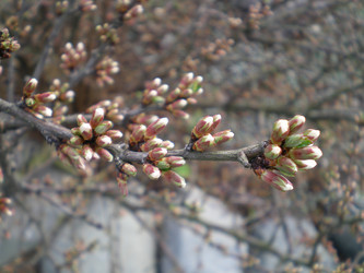 Similar image 871004