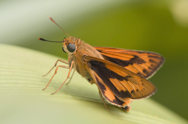 Similar image 871253