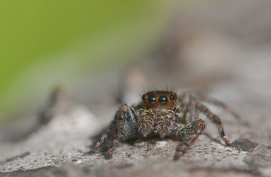 Similar image 871445