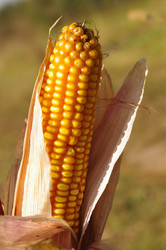 Similar image 871660