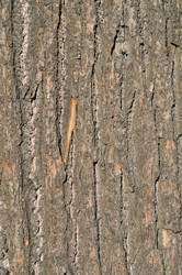 Similar image 871774