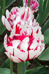 Similar image 872238