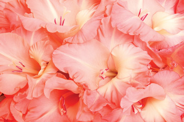 Similar image 872325