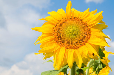 Similar image 872425