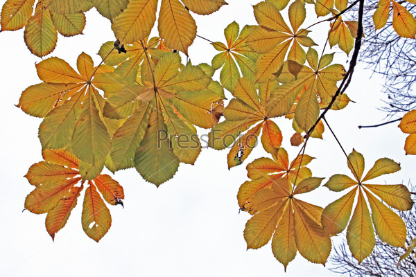 Осенний Каштан Фото