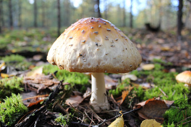 Similar image 872687