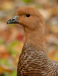 Similar image 873236