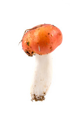 Similar image 875387