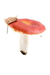 Similar image 875389