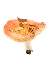 Similar image 875388