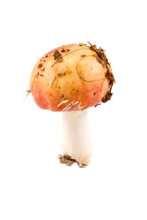 Similar image 875392