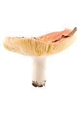 Similar image 875391