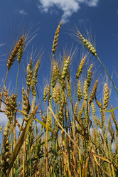 Similar image 877224