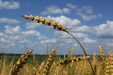 Similar image 877232