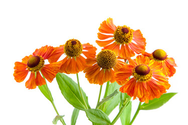 Similar image 877279