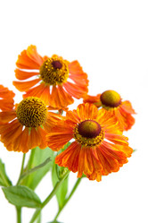 Similar image 877280