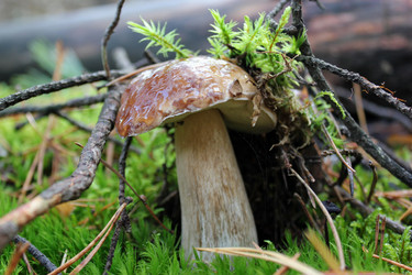 Similar image 877333