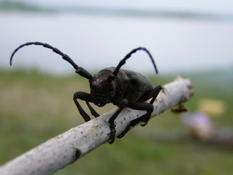 Similar image 877335