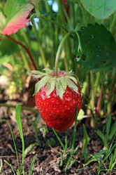 Similar image 877530