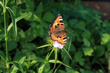 Similar image 877538