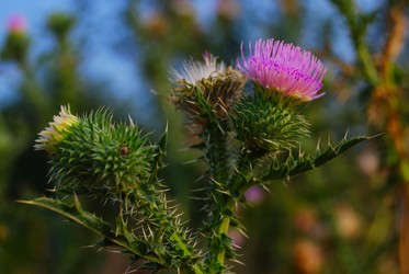 Similar image 877776