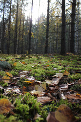 Similar image 877946