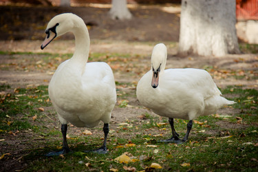 Similar image 878515