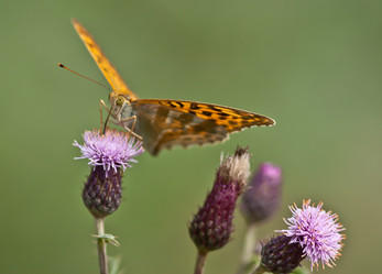 Similar image 879307