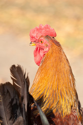 Similar image 879474