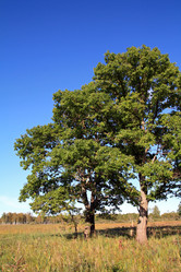 Similar image 880313