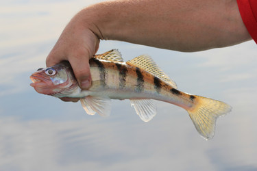 Similar image 880440