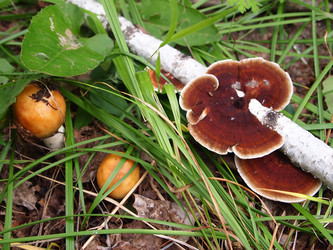 Similar image 880772