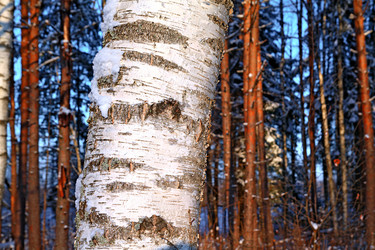 Similar image 881513