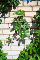 Similar image 882824