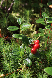 Similar image 882937