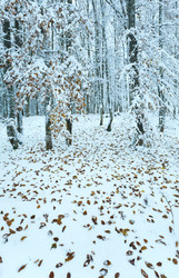 Similar image 883073