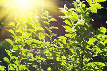 Similar image 883253