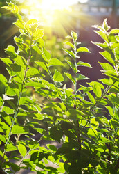 Similar image 883254