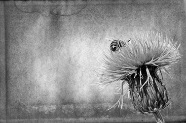 Similar image 883855