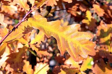 Similar image 883951