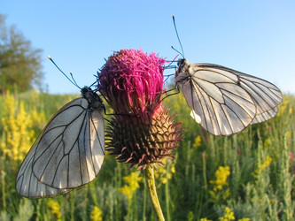 Similar image 884922