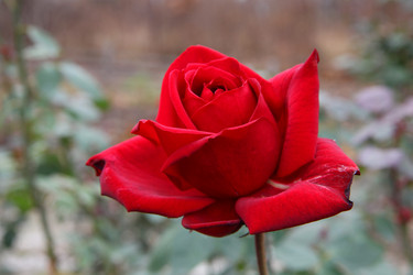 Similar image 885418