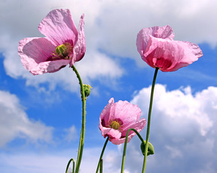 Similar image 885676