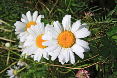 Similar image 885704