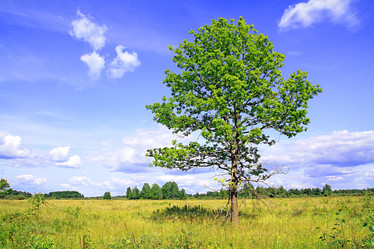 Similar image 885740